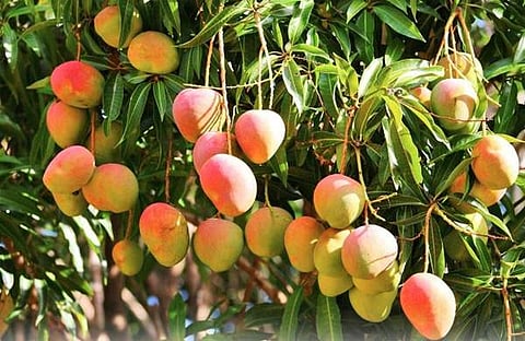 പ്രതീകാത്മക ചിത്രം