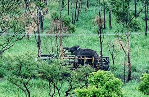 അരിക്കൊമ്പന്/ എക്സ്പ്രസ് ചിത്രം