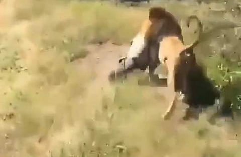 പാര്ക്ക് ഉടമയെ സിംഹം വലിച്ചിഴയ്ക്കുന്ന ദൃശ്യം