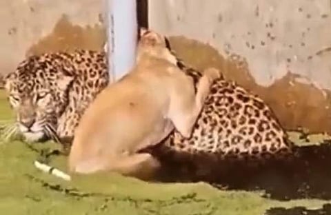 മുങ്ങിപ്പോകാതിരിക്കാന് പുലിയെ പിടിച്ചുകിടക്കുന്ന നായയുടെ ദൃശ്യം