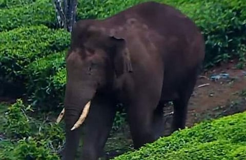 അരിക്കൊമ്പൻ/ സ്ക്രീൻഷോട്ട്