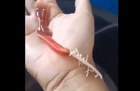 വല തുപ്പി ഇര പിടിക്കുന്ന വിചിത്ര ജീവിയുടെ ദൃശ്യം