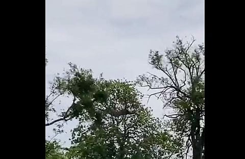 കുരങ്ങനെ ചാടി പിടികൂടുന്ന പുലിയുടെ ദൃശ്യം