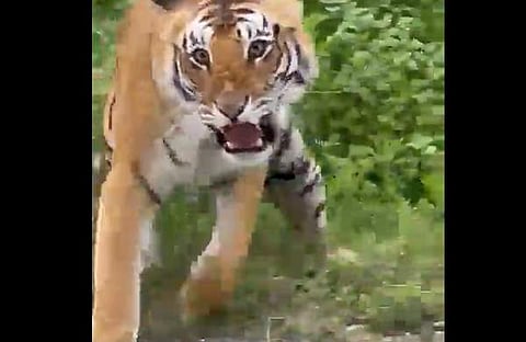 ജിപ്സിക്ക് നേരെ പാഞ്ഞടുക്കുന്ന കടുവയുടെ ദൃശ്യം