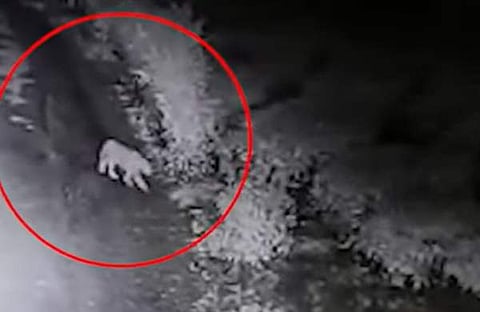 മലക്കപ്പാറ പൊലീസ് സ്റ്റേഷന് സമീപം പുലി ഇറങ്ങിയപ്പോള്, സിസിടിവി ദൃശ്യം