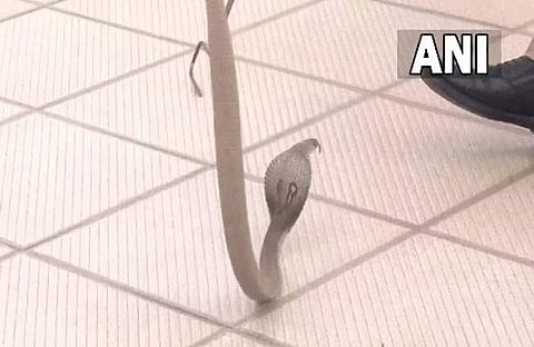 ബിജെപി ഓഫിസില് കയറിയ പാമ്പിന്റെ വീഡിയോ ദൃശ്യം