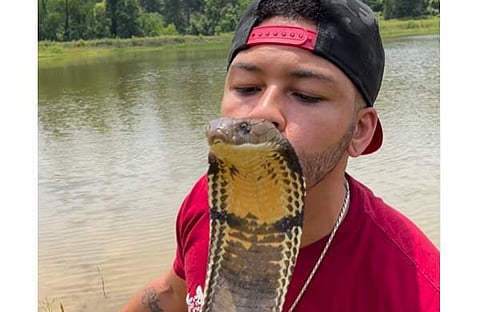 രാജവെമ്പാലയുടെ തലയിൽ ഉമ്മ വെയ്ക്കുന്ന ദൃശ്യം