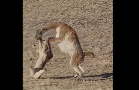 പുലിയെ കുടഞ്ഞെറിയുന്ന മാനിന്റെ ദൃശ്യം