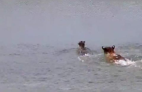 മാനിന്റെ പിന്നാലെ കുതിക്കുന്ന കടുവയുടെ ദൃശ്യം