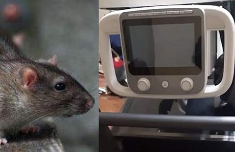 എലി/ പ്രതീകാത്മക ചിത്രം, എക്സ് റേ യൂണിറ്റ്/ ടെലിവിഷൻ ദൃശ്യം