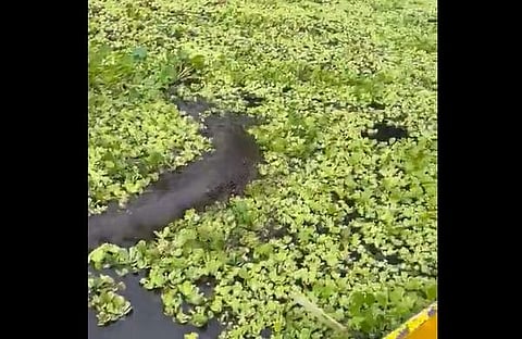 ബോട്ടിന് അരികിലൂടെ കടന്നുപോകുന്ന കൂറ്റന് അനാക്കോണ്ടയുടെ ദൃശ്യം