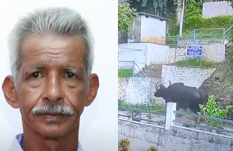 മരിച്ച ചാക്കോ, ആക്രമിച്ച കാട്ടുപോത്ത്