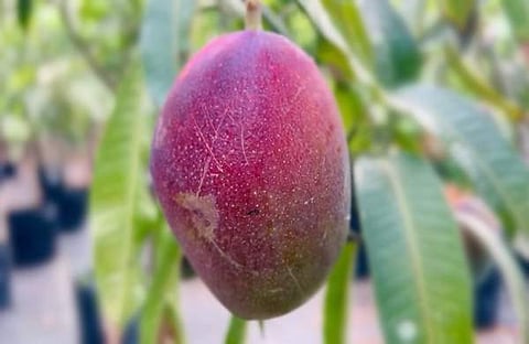 മിയാസാകി മാങ്ങ