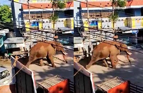 അരിക്കൊമ്പന് കമ്പം പട്ടണത്തില്/വിഡിയോ ദൃശ്യം