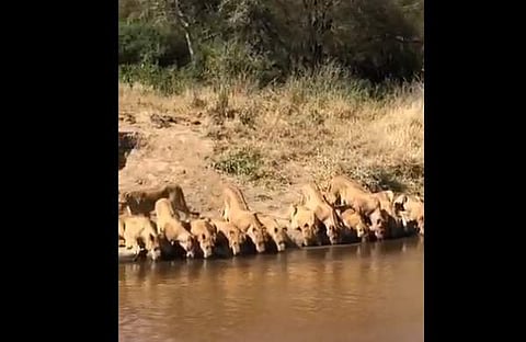 സിംഹങ്ങള് കൂട്ടത്തോടെ എത്തി വെള്ളം കുടിക്കുന്ന ദൃശ്യം