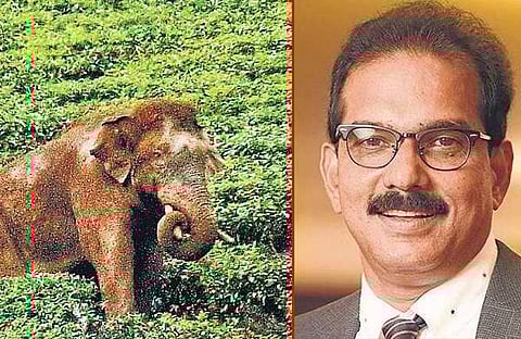 അരിക്കൊമ്പന്,സാബു എം ജേക്കബ്