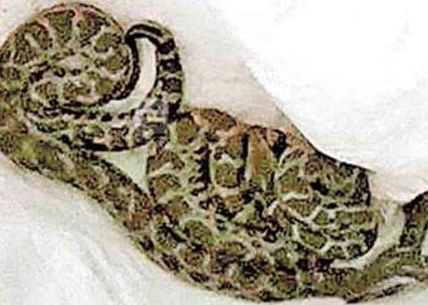 പെരുമ്പാമ്പിൻ കുഞ്ഞുങ്ങൾ