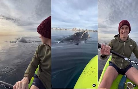 തോണിക്കു ചുറ്റും നീന്തിത്തുടിച്ച് തിമിംഗലങ്ങൾ/ ചിത്രം ഇൻസ്റ്റഗ്രാം