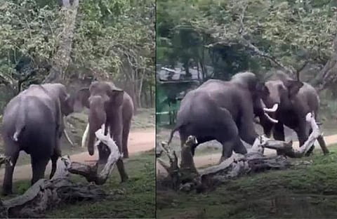 പരസ്പരം കൊമ്പു കോർത്ത് കാട്ടാനകൾ/ ചിത്രം ട്വിറ്റർ വിഡിയോ സ്ക്രീൻഷോട്ട്