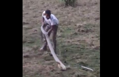 രാജവെമ്പാലയെ പിടികൂടുന്ന ദൃശ്യം