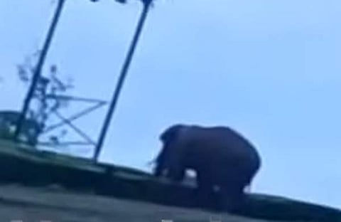 അരിക്കൊമ്പന് ജനവാസകേന്ദ്രത്തിന് അരികില്, സ്ക്രീന്ഷോട്ട്