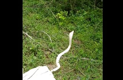 കോയമ്പത്തൂരില് വെള്ള മൂര്ഖനെ കണ്ടെത്തിയപ്പോള്, സ്ക്രീന്ഷോട്ട്