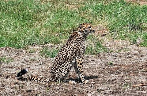 കുനോ ദേശീയോദ്യാനത്തില് ചത്ത ദക്ഷ എന്ന വിളിപ്പേരുള്ള ചീറ്റ