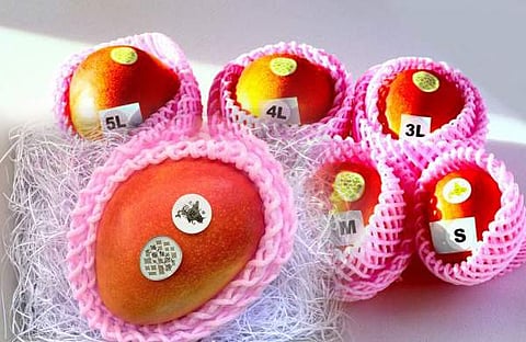 ചിത്രം: നോറാവർക്സ് ജപ്പാൻ