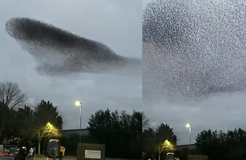 വിഡിയോ സ്ക്രീൻഷോട്ട്