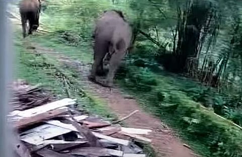 പീരുമേട് ജനവാസമേഖലയില് ഇറങ്ങിയ കാട്ടാനക്കൂട്ടം