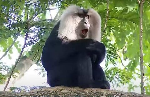 ഹനുമാന് കുരങ്ങ്