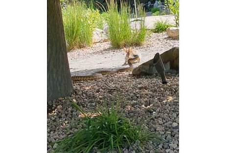മുയലും പാമ്പും നേര്ക്കുനേര്, സ്ക്രീന്ഷോട്ട്