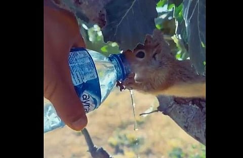 കുപ്പിയില് നിന്ന് വെള്ളം കുടിക്കുന്ന അണ്ണാന്റെ ദൃശ്യം