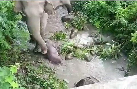 കുട്ടിയാനയ്ക്ക് അരികില് അമ്മയാന നില്ക്കുന്ന ദൃശ്യം