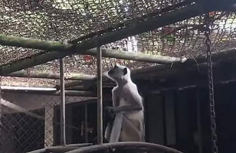 ഹനുമാൻ കുരങ്ങ്, ഫയൽ