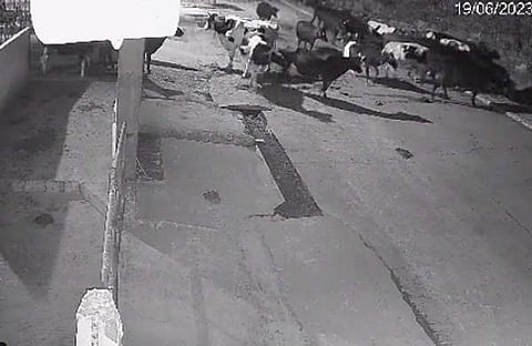 കടുവയെ തുരത്തുന്ന പശുക്കൂട്ടത്തിന്റെ ദൃശ്യം