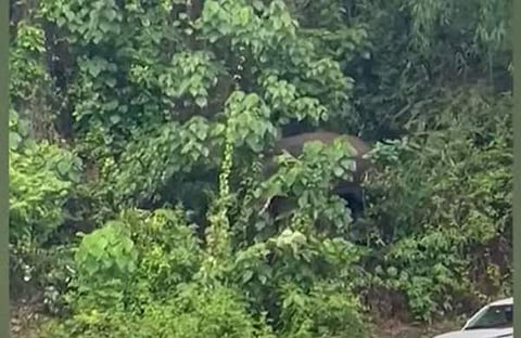 വീഡിയോ ദൃശ്യം