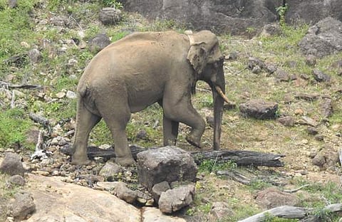 അരിക്കൊമ്പൻ/ ട്വിറ്റർ