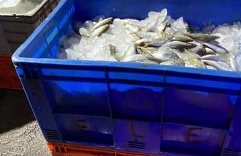 തിരുവല്ലയില് ചീഞ്ഞ മത്സ്യം പിടികൂടിയപ്പോള്, സ്ക്രീന്ഷോട്ട്