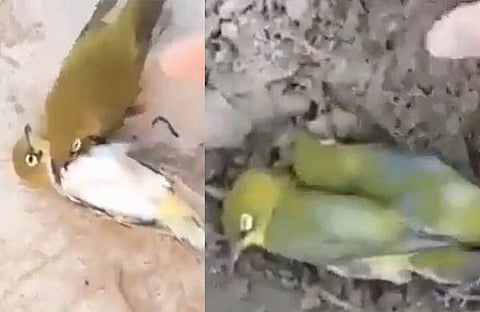 നൊമ്പരക്കാഴ്ചയായി കിളികൾ/ ട്വിറ്റർ