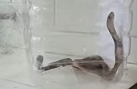 ആശുപത്രിയില് നിന്നും പിടികൂടിയ പാമ്പിന് കുഞ്ഞുങ്ങള്