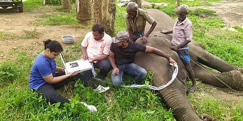 ആനകൾക്കുള്ള പ്രത്യേക ക്യാമ്പ്/ ട്വിറ്റർ