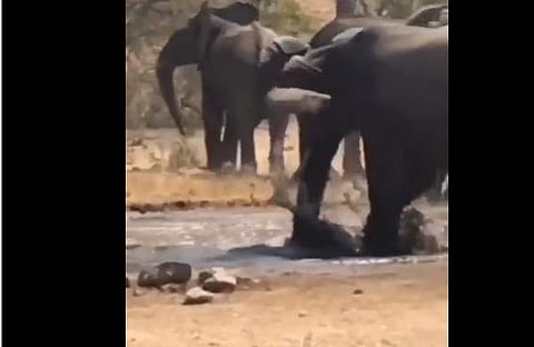 മുതലയുടെ ആക്രമണത്തില് നിന്ന് മാനിനെ രക്ഷിക്കുന്ന കൊമ്പനാനയുടെ ദൃശ്യം