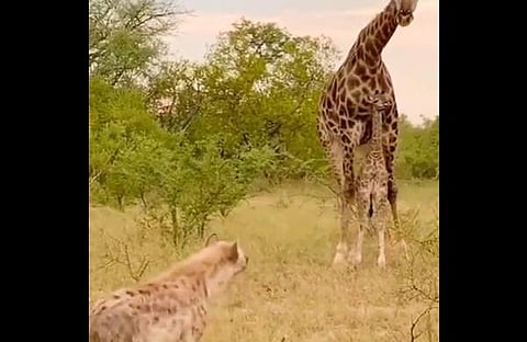 കഴുതപ്പുലിയും ജിറാഫും നേര്ക്കുനേര് നില്ക്കുന്ന ദൃശ്യം