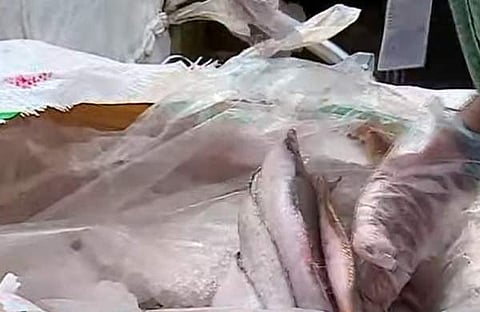 പിടിച്ചെടുത്ത പച്ചമീനുകള്/ ടെലിവിഷന് ദൃശ്യം