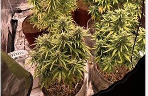 ഫ്ലാറ്റിൽ കഞ്ചാവ് കൃഷി/ ട്വിറ്റർ