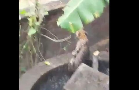 കിണറ്റില് നിന്ന് പുറത്തേയ്ക്ക് വരുന്ന പുലിയുടെ ദൃശ്യം