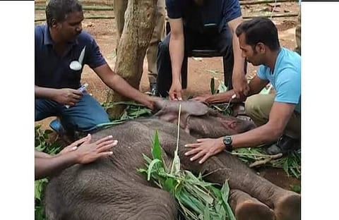 കുട്ടിയാനയെ പരിപാലിക്കുന്ന ദൃശ്യം, സ്ക്രീന്ഷോട്ട്