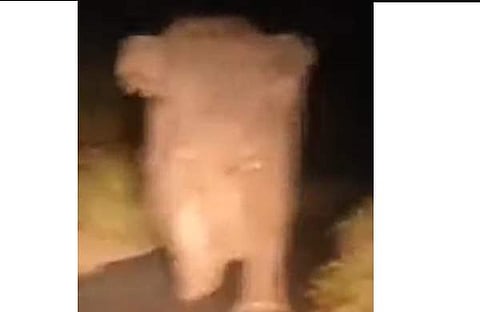 വനപാലക സംഘത്തിന്റെ ജീപ്പിന് നേരെ പാഞ്ഞടുക്കുന്ന കാട്ടാനയുടെ ദൃശ്യം, സ്ക്രീന്ഷോട്ട്