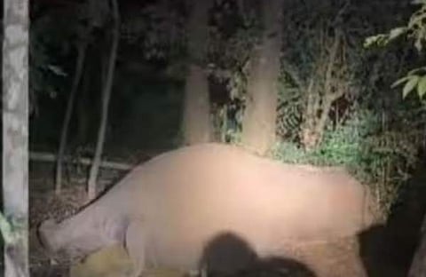 കാട്ടാന വൈദ്യുതാഘാതമേറ്റ നിലയില്, സ്ക്രീന്ഷോട്ട്